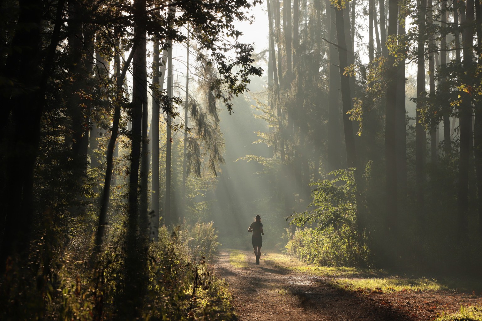 Person jogging on a forest trail with morning sunlight streaming through tall trees