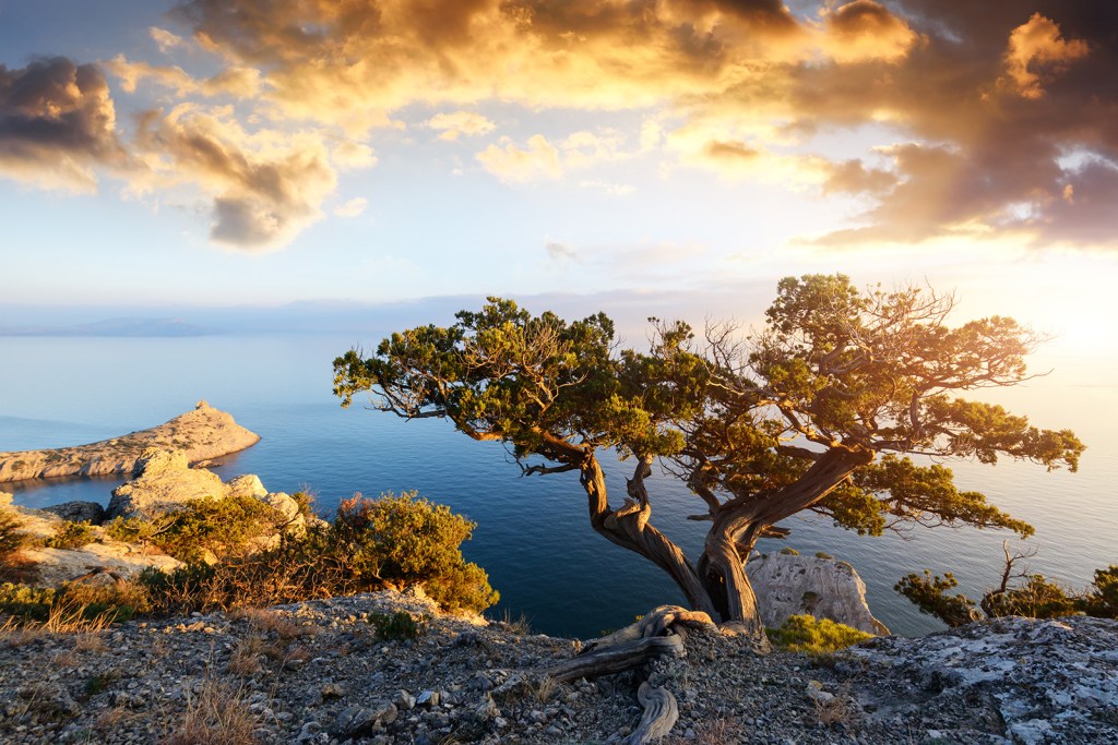 Alone tree on the edge of the cliff against the backdrop of the Black Sea at sunset time