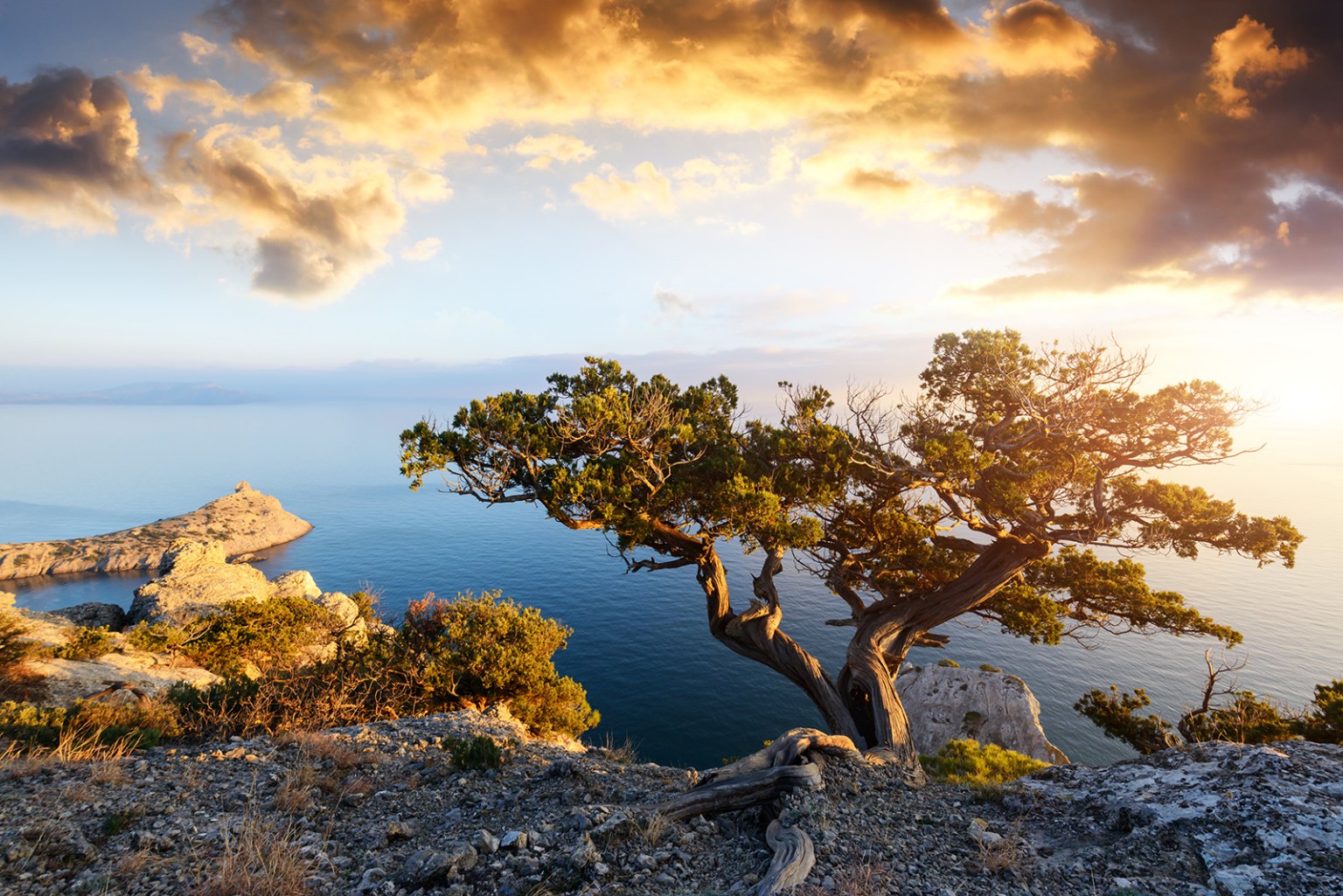 Alone tree on the edge of the cliff against the backdrop of the Black Sea at sunset time